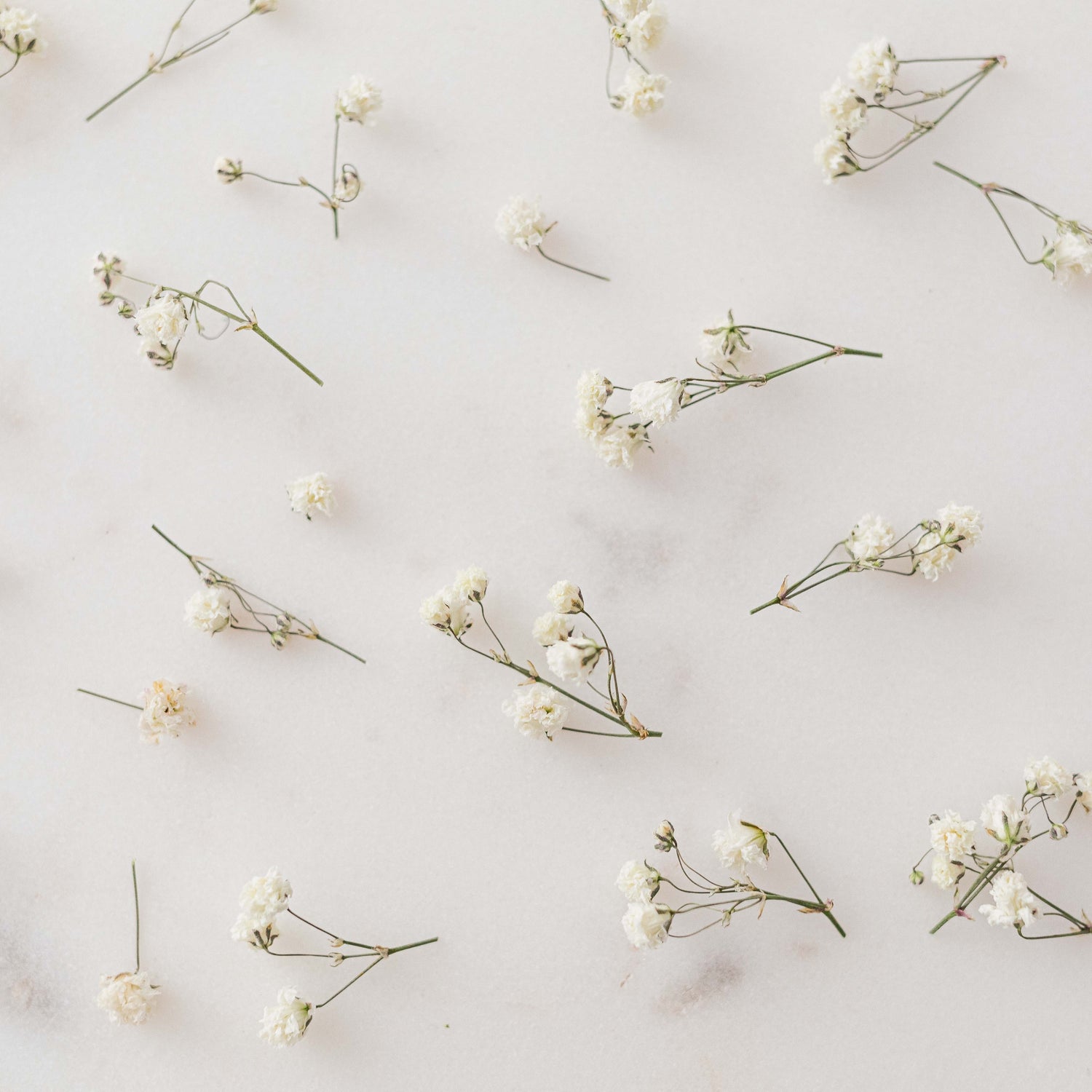Dried Flowers