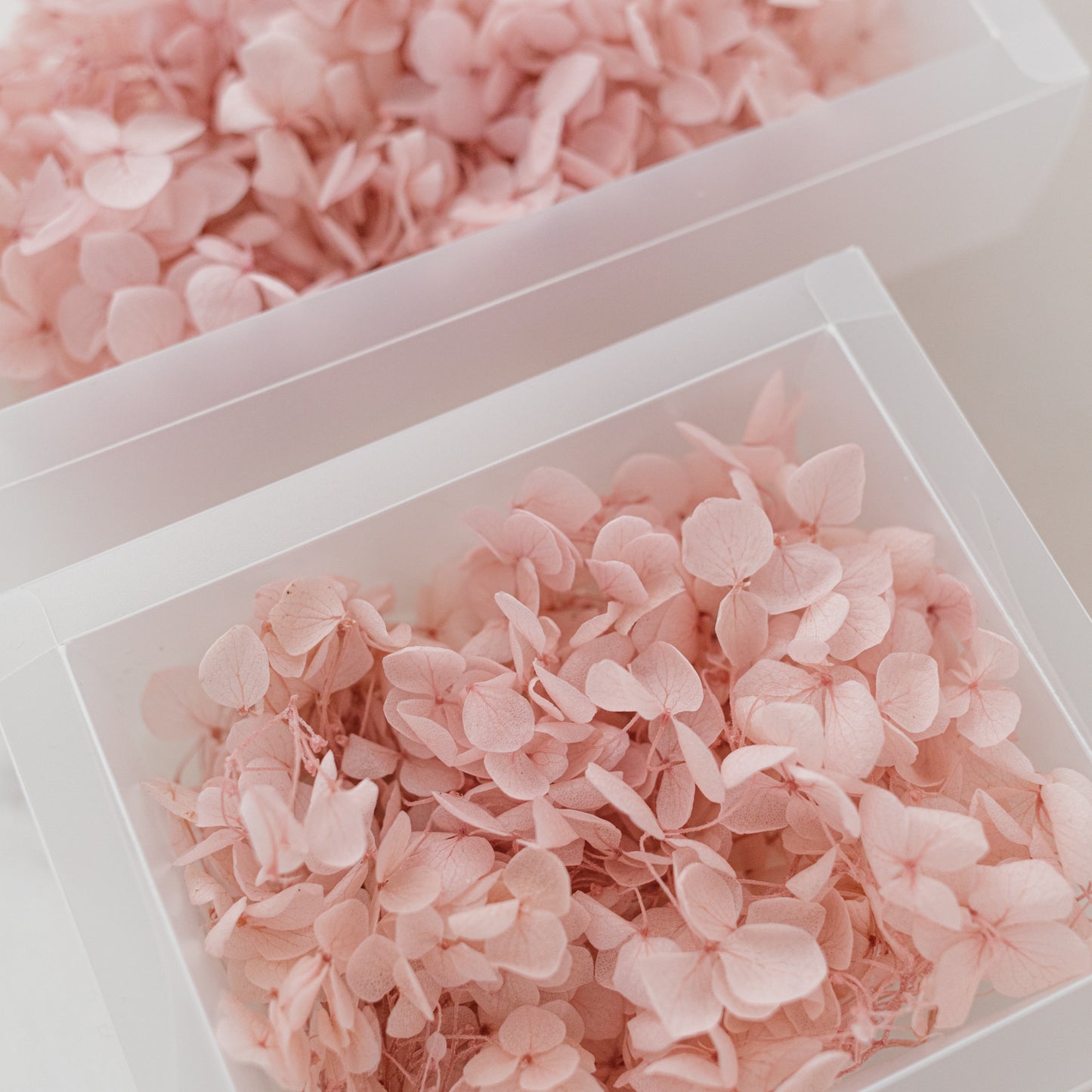 Pale Blush – Dried Hydrangea Box