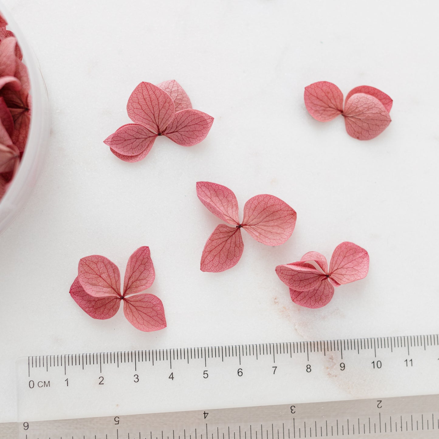 Carmine – Dried Hydrangea Petals