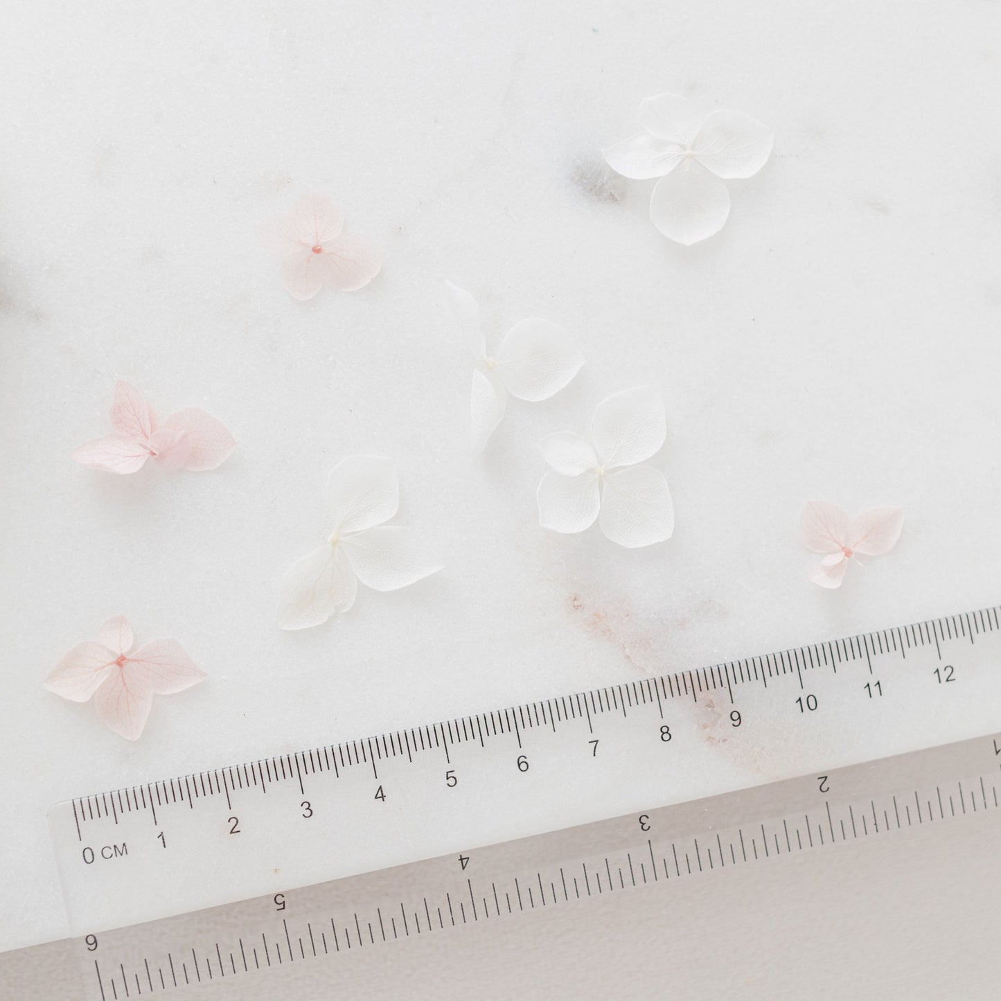 Aegean – Dried Hydrangea Petals