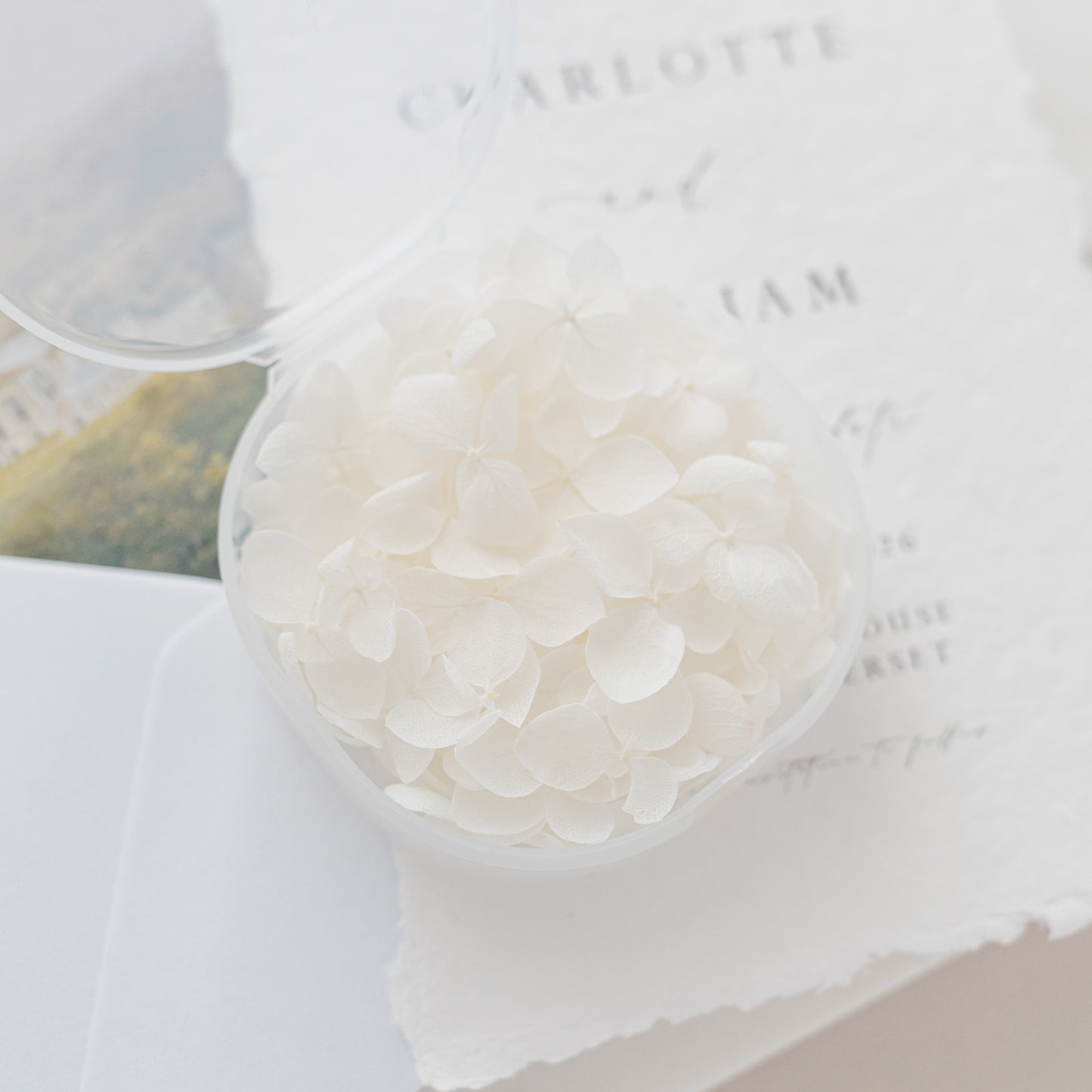 White – Dried Hydrangea Petals