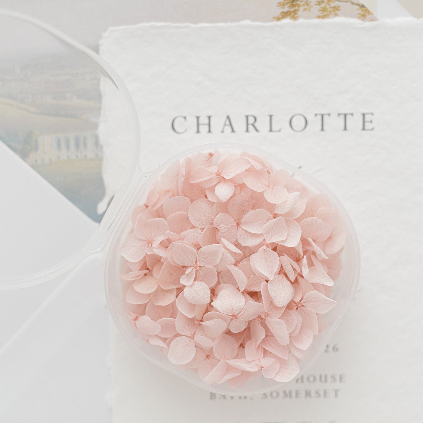 Pale Blush – Dried Hydrangea Petals