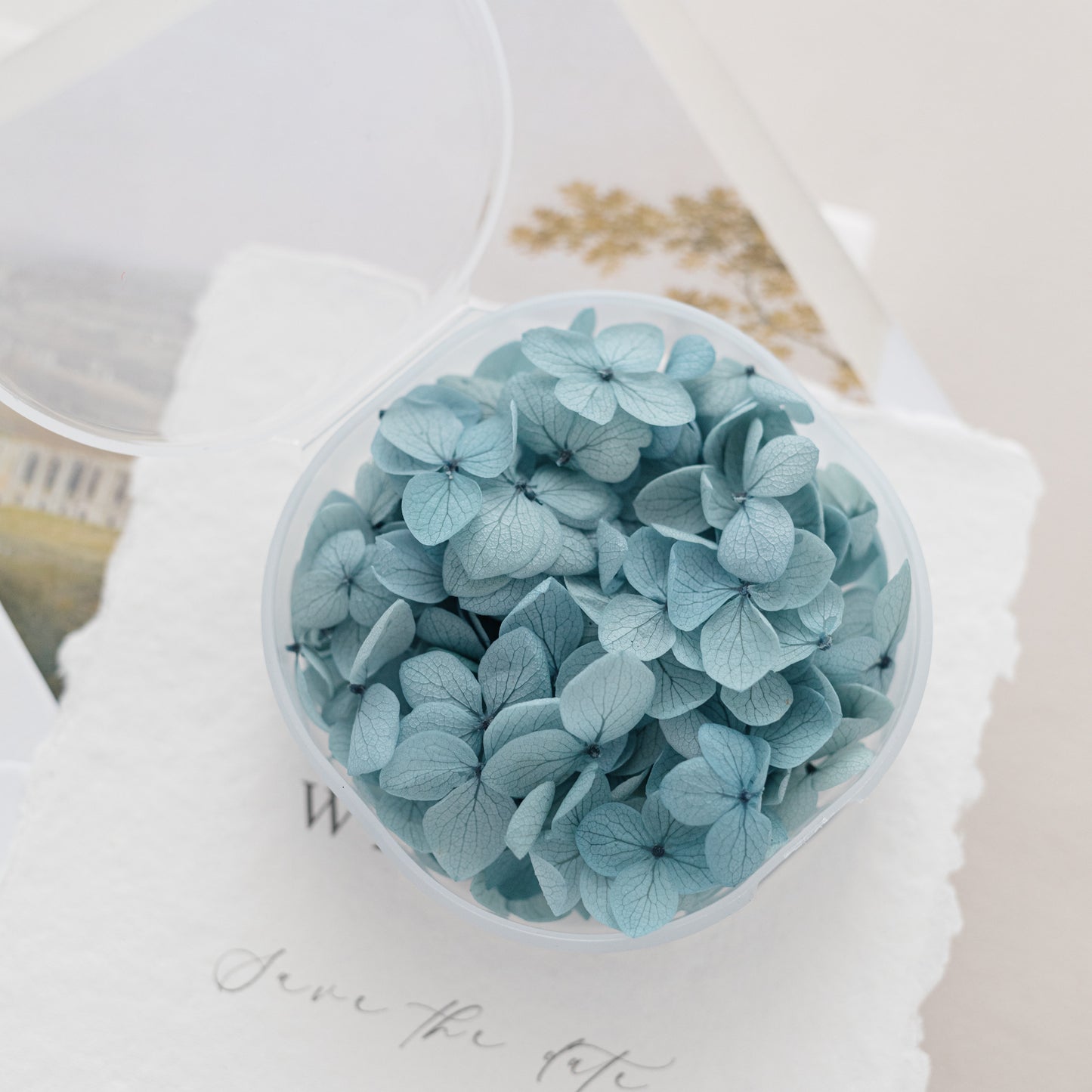 Aegean – Dried Hydrangea Petals