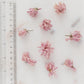 ✧ SALE ✧ Dried Cherry Blossoms