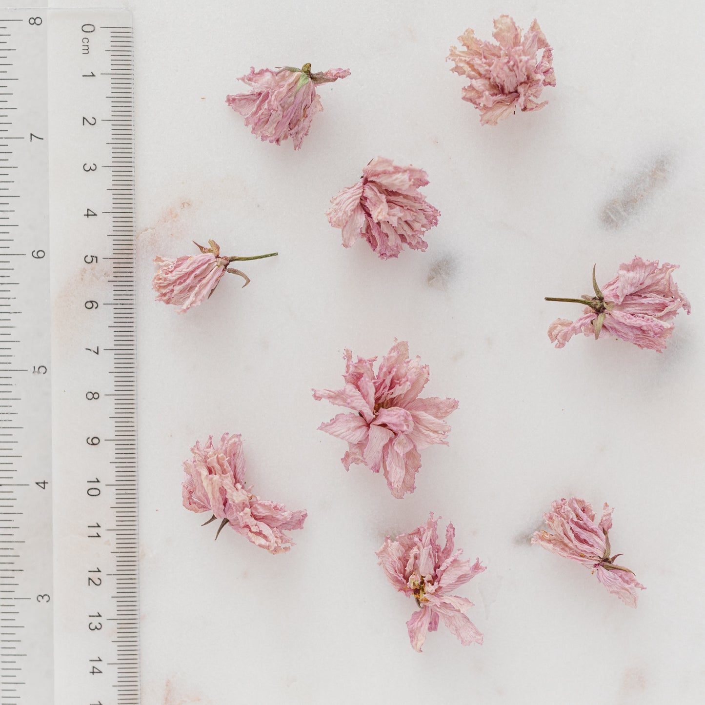 ✧ SALE ✧ Dried Cherry Blossoms