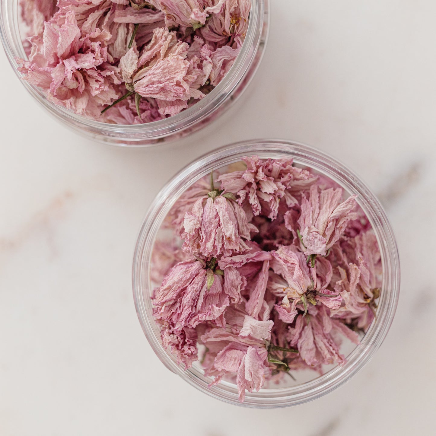 ✧ SALE ✧ Dried Cherry Blossoms