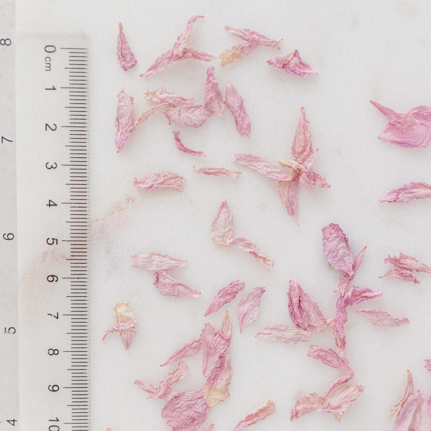 Dried Cherry Blossom Petals