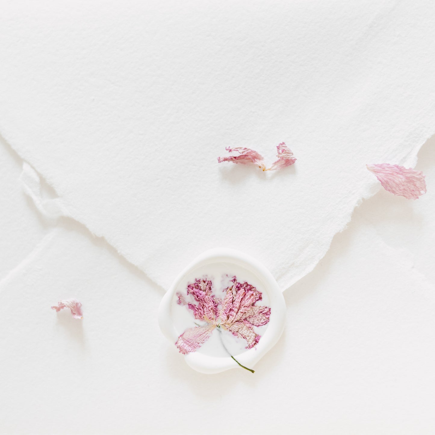 ✧ SALE ✧ Dried Cherry Blossoms