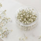 Dried Baby's Breath (Gypsophila)