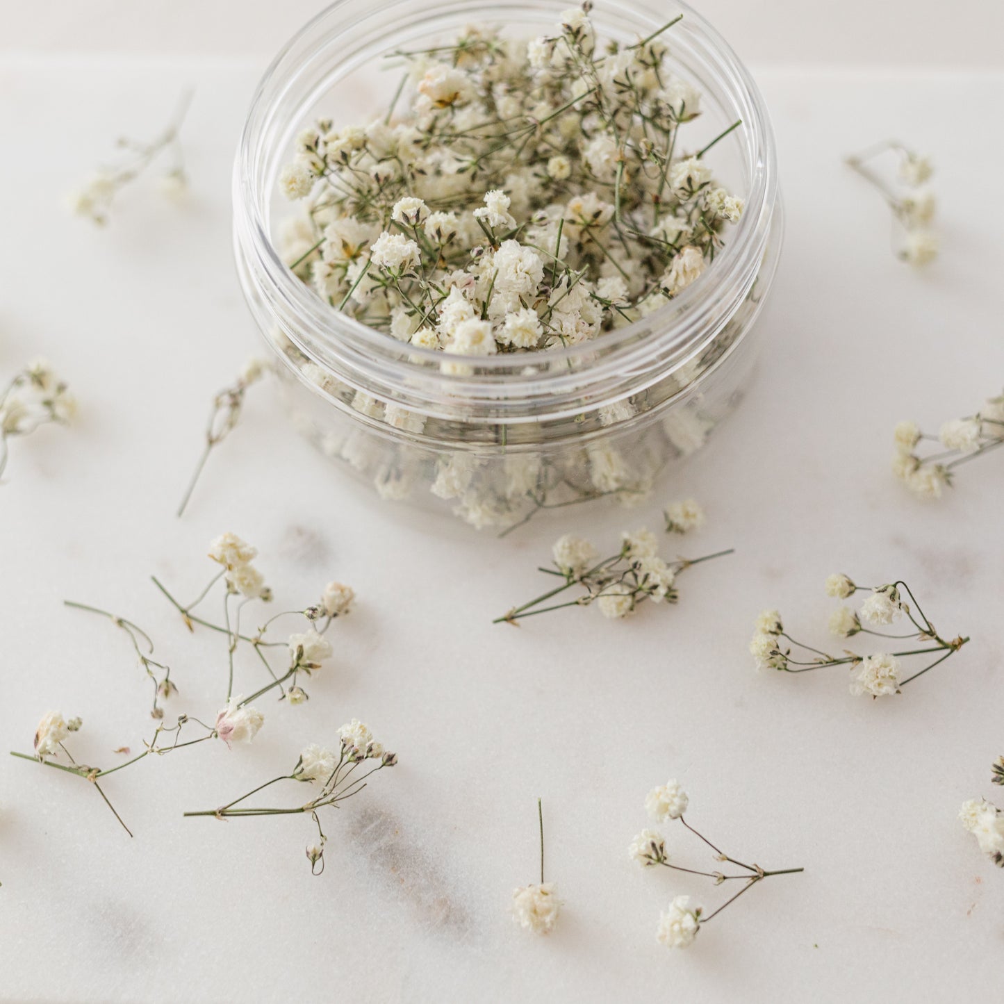 Dried Baby's Breath (Gypsophila)