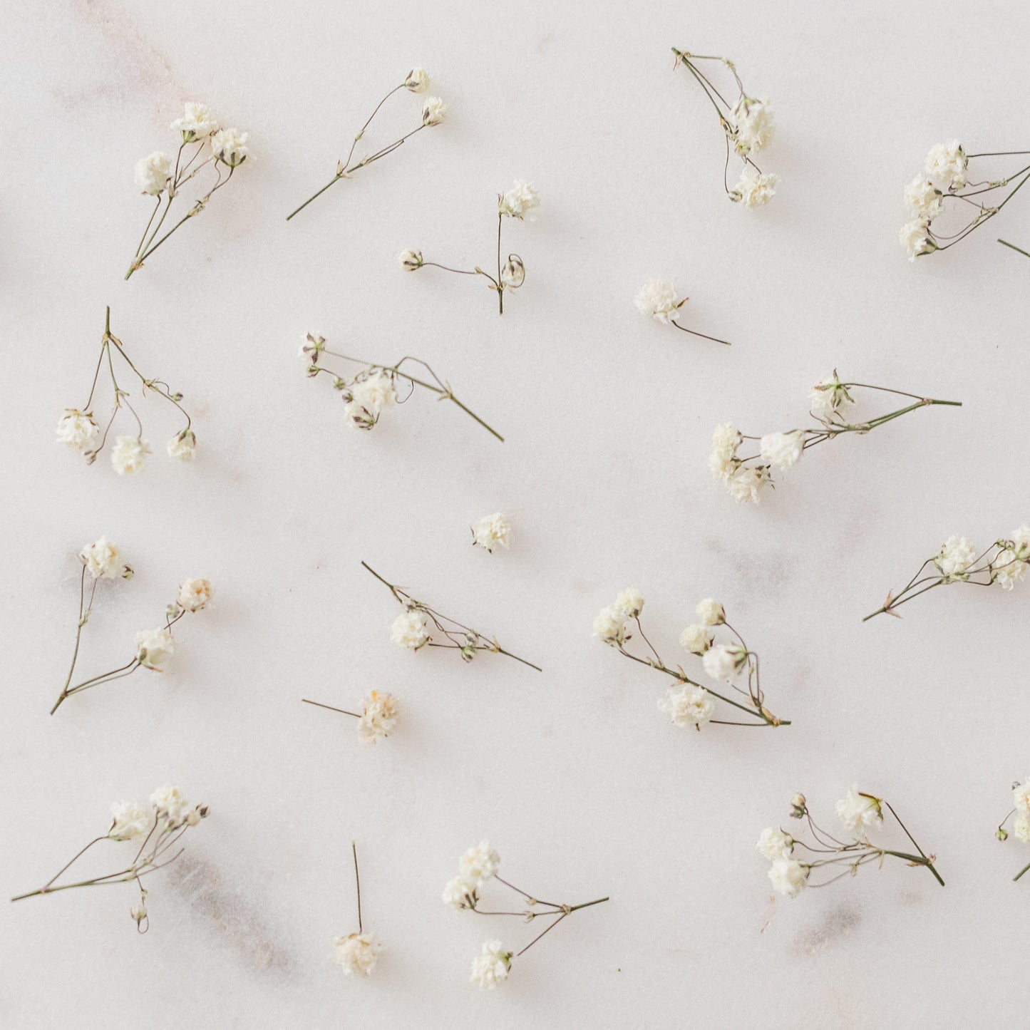 Dried Baby's Breath (Gypsophila)