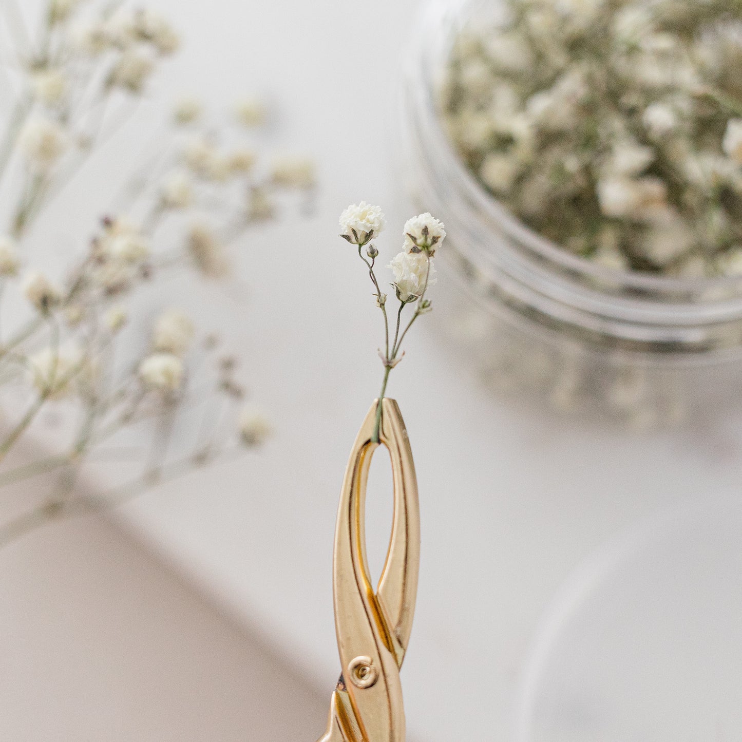 Dried Baby's Breath (Gypsophila)