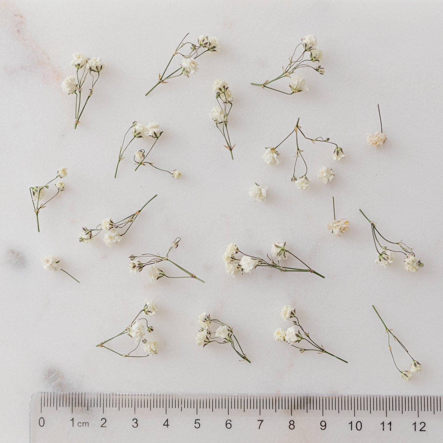 Dried Baby's Breath (Gypsophila)