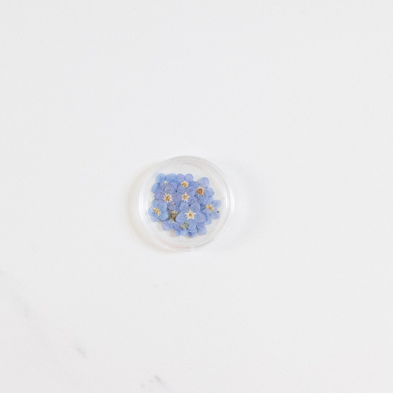 Pressed Forget Me Not, 20 Petals