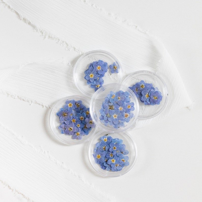 Pressed Forget Me Not, 20 Petals
