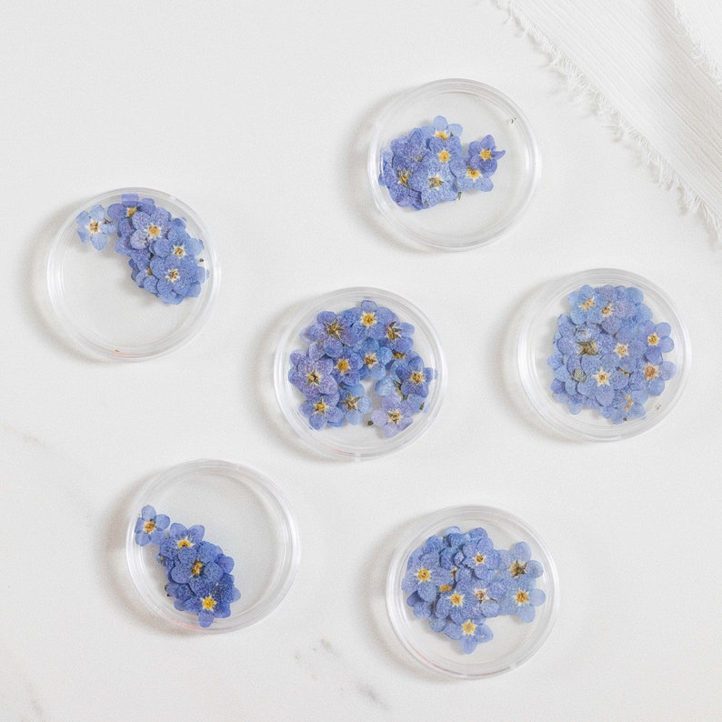 Pressed Forget Me Not, 20 Petals