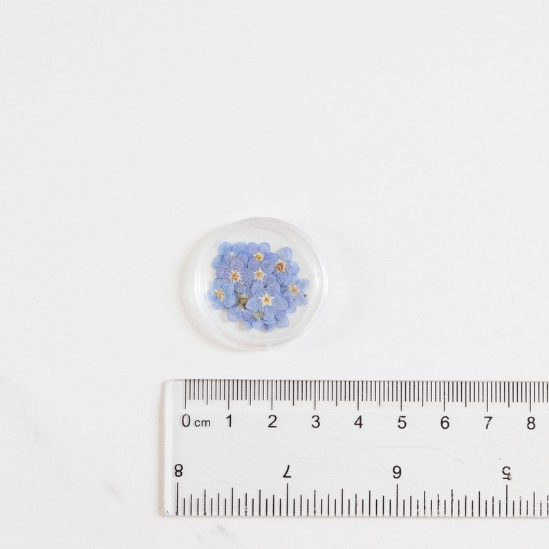 Pressed Forget Me Not, 20 Petals