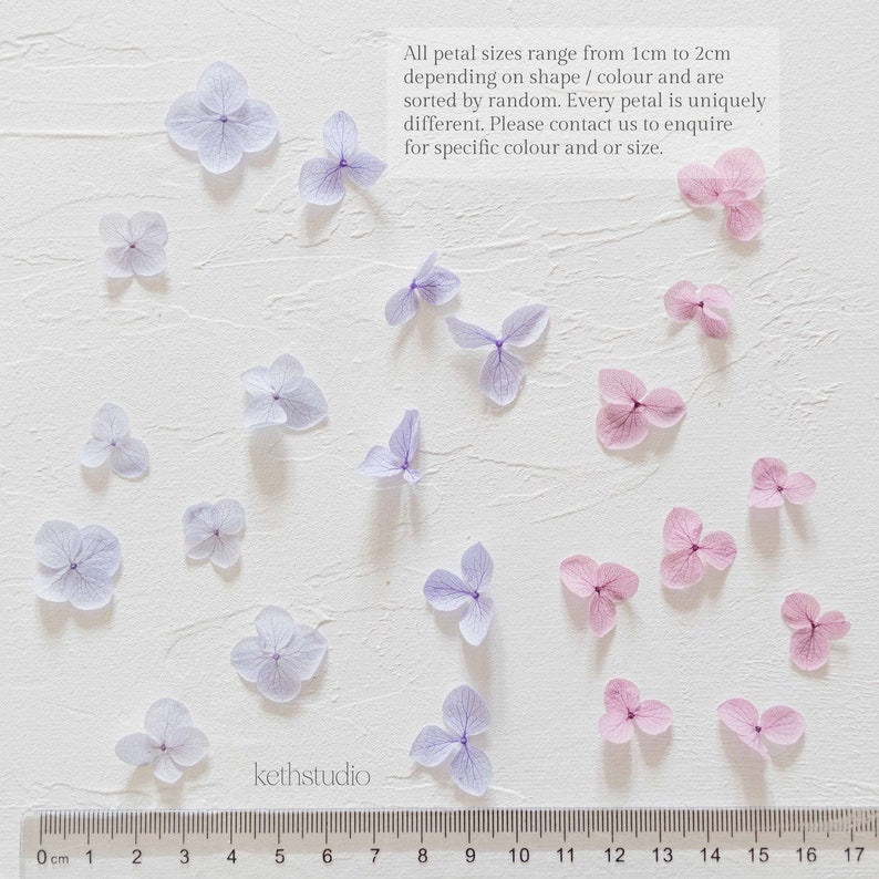 ✧ 50% OFF ✧ Dried Hydrangea Petals, 32 Colours